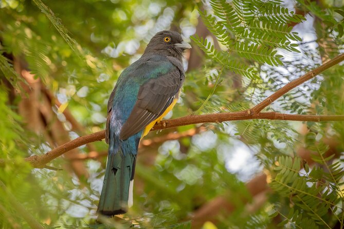 Bird Watching Mazatlán - Birding Tour - Why Mazatlán works so well for birding