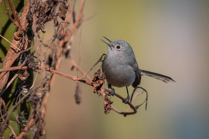 Bird Watching Mazatlán - Birding Tour - What the guide adds to the outing