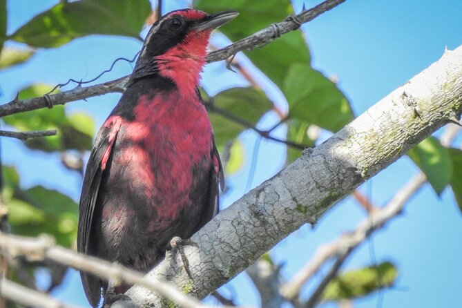 Bird Watching Mazatlán - Birding Tour - Binoculars, a spotting scope, and the small comforts