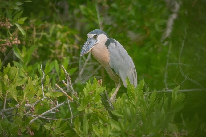 Bird Watching Mazatlán - Birding Tour - How the private format affects the pace