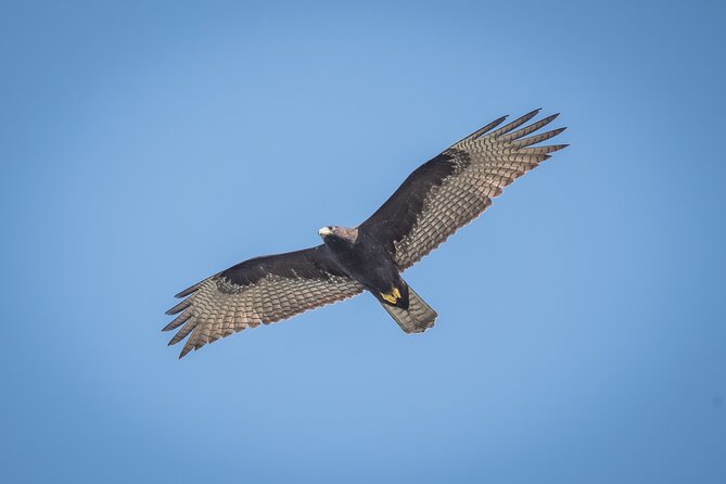 Bird Watching Mazatlán - Birding Tour - Timing, pickup, and the practical side