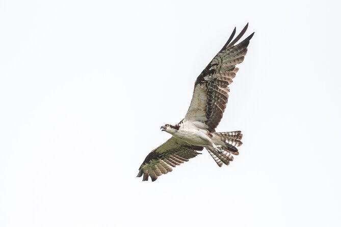 Bird Watching Mazatlán - Birding Tour - A morning built around changing habitats