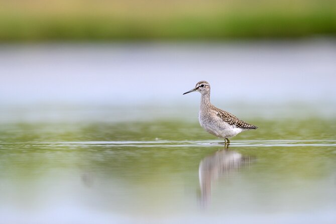 Bird Watching Private Tour in Copenhagen - Five hours in Copenhagen’s wider countryside