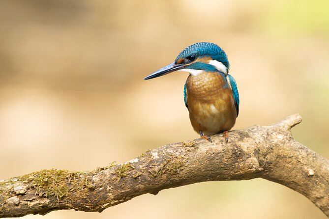 Bird Watching Private Tour in Copenhagen - Why a private group can be worth $314.23