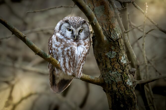 Bird Watching Private Tour in Copenhagen - Starting at Copenhagen Central Station