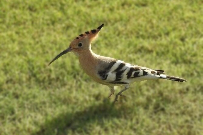 Bird Watching Tour Dubai - Quick takeaways for this Dubai birding tour