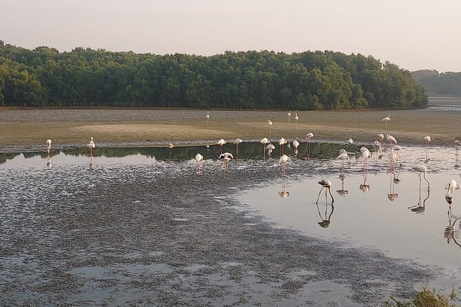 Bird Watching Tour Dubai - Why birding works surprisingly well in Dubai
