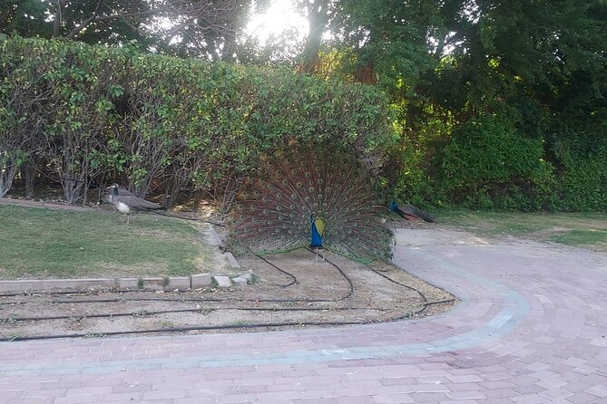 Bird Watching Tour Dubai - Zabeel Palace: a brief stop for peacocks