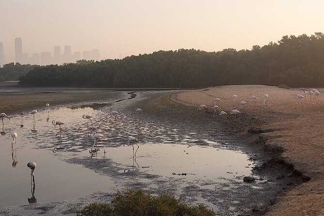 Bird Watching Tour Dubai - What the private format really gives you
