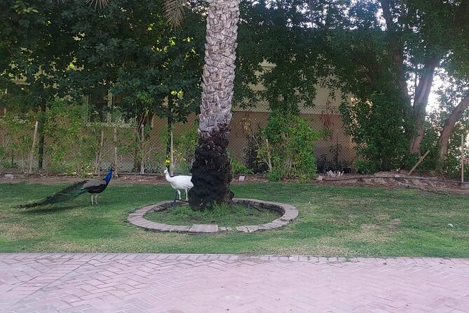 Bird Watching Tour Dubai - Binoculars, photography, and what to pack