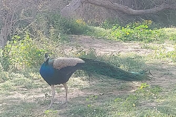 Bird Watching Tour Dubai - Who should book this experience?