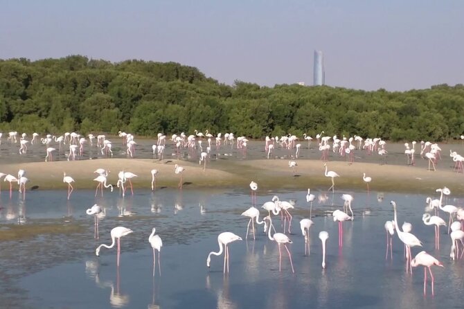 Bird Watching Tour Dubai - Ras Al Khor Wildlife Sanctuary: flamingos beside the city