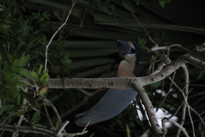 Bird Watching Tour Huatulco HT - Gear, fruit, water, and the practical extras