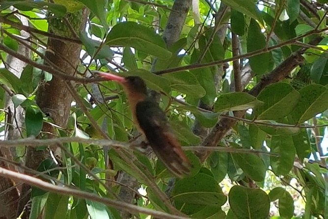 Bird Watching Tour Huatulco HT - How much value do you get for $150?