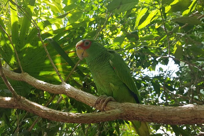 Bird Watching Tour Huatulco HT - What the species totals really tell you