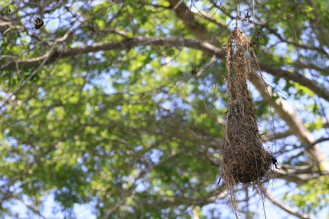 Bird Watching Tour Huatulco HT - Who will enjoy this morning most?