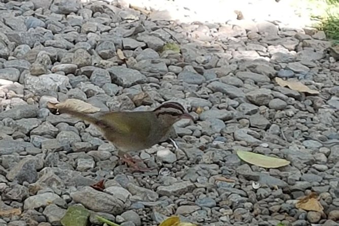 Bird Watching Tour Huatulco HT - Booking details worth checking before you go
