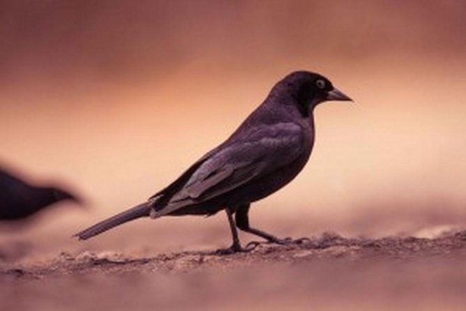Bird Watching Tour in St Lucia - Why the changing route matters