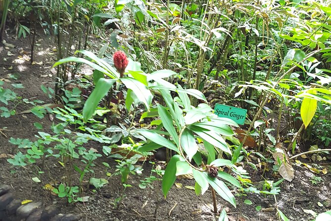 Bird Watching Tour in St Lucia - What the guide adds to the walk