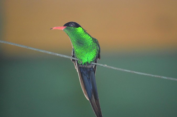 Bird Watching Tour in St Lucia - The walk is light, but it is still a hike