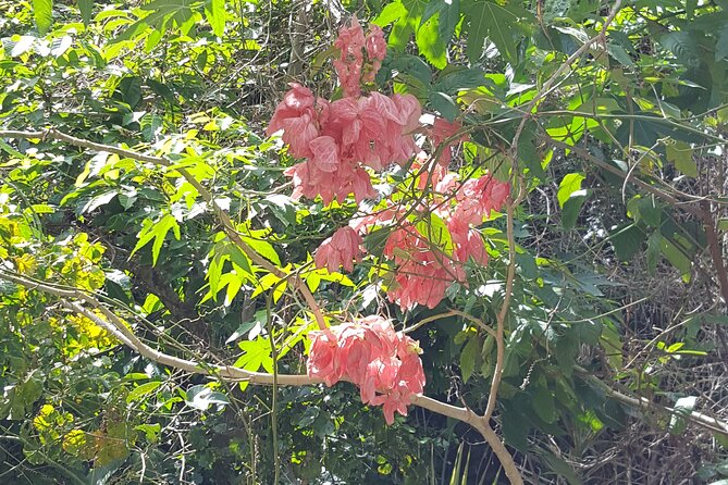 Bird Watching Tour in St Lucia - Water, a local beer, and the extra fee