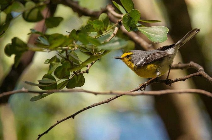 Bird Watching Tour in St Lucia - Who will enjoy this most