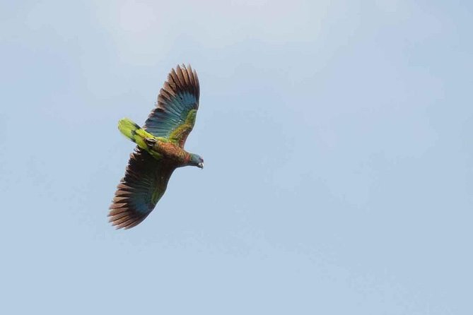 Bird Watching Tour in St Lucia - The bird list, from solitaires to hummingbirds