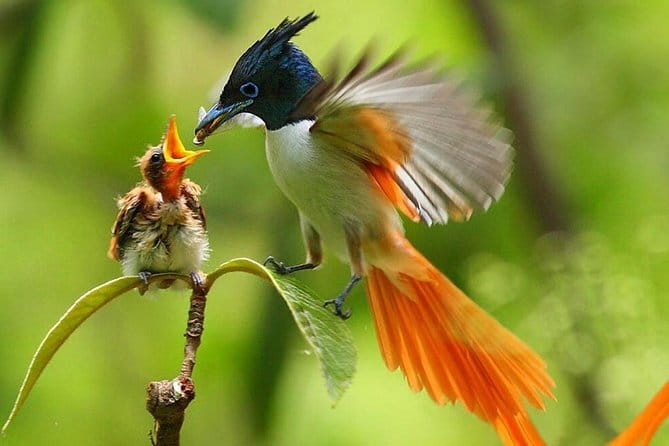 Bird Watching Tour Sri Lanka - 10 Days - Key points at a glance