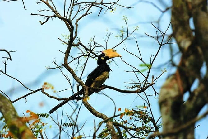 Bird Watching Tour Sri Lanka - 10 Days - Why Sri Lanka works so well for birding