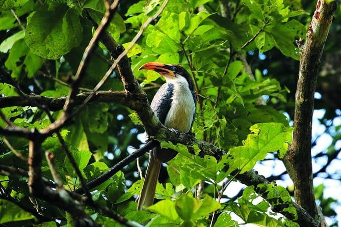 Bird Watching Tour Sri Lanka - 10 Days - Day 2: Marsh birds and wildlife at Muthurajawela