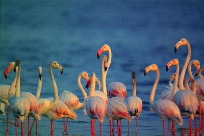 Bird Watching Tour Sri Lanka – 10 Days