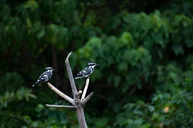 Bird Watching Tour Sri Lanka - 10 Days - Day 3: Anawilundawa, then onward to Sigiriya