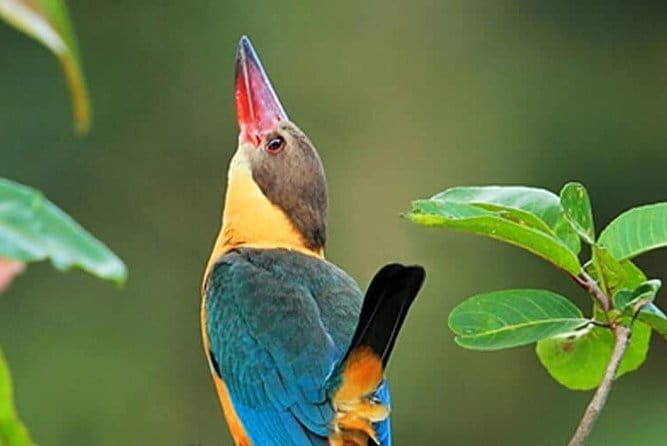 Bird Watching Tour Sri Lanka - 10 Days - Day 4: Sigiriya birding and Kandy’s Udawattakele forest