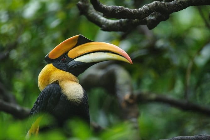 Bird Watching Tour Sri Lanka - 10 Days - Days 6 and 7: Kithulgala and Sinharaja rainforest