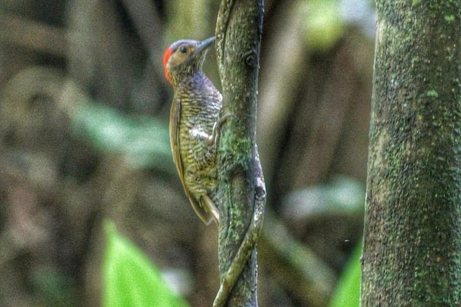 Bird Watching Tours - Meeting Tobago’s Birdman in the Rainforest