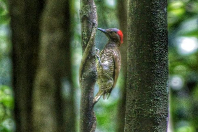 Bird Watching Tours - Finding Hummingbirds and Other Forest Birds