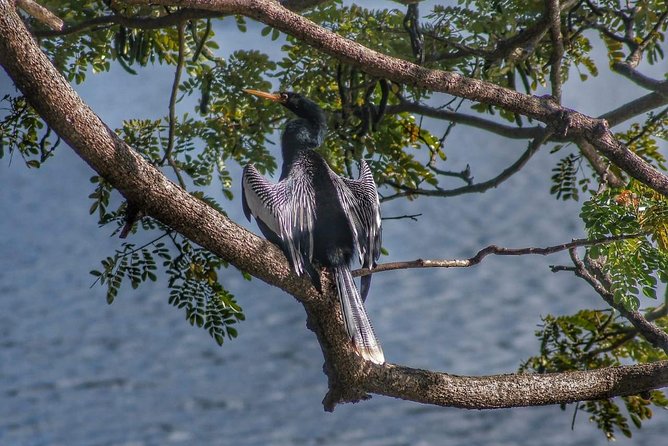 Bird Watching Tours - The Value of $90 Per Person