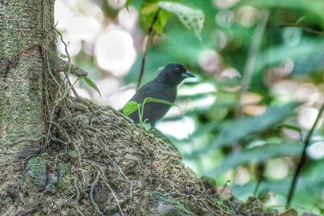 Bird Watching Tours - How Much Walking Should You Expect?