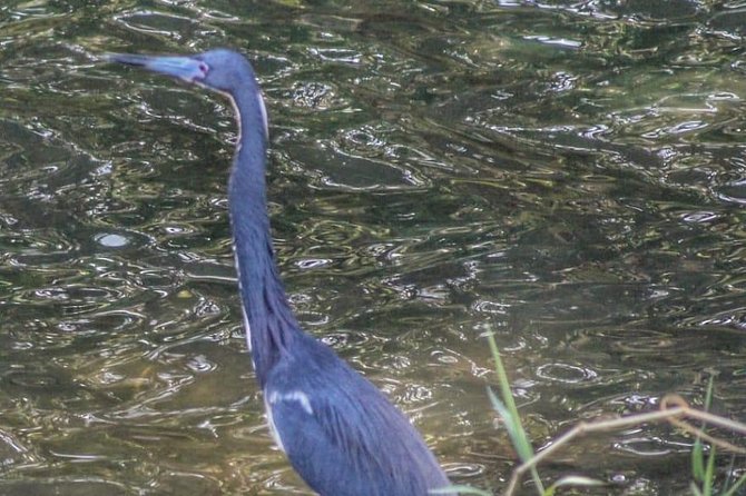 Bird Watching Tours - Who Will Enjoy This Most?