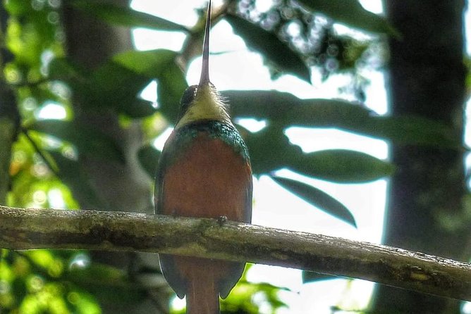 Bird Watching Tours - What Michael Adds Beyond Bird Names