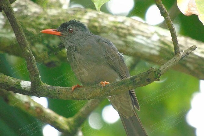 Bird Watching Tours in Sinharaja Rain Forest - Why the 5:30 am start matters