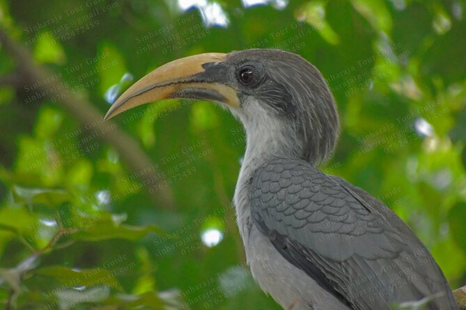 Bird Watching Tours in Sinharaja Rain Forest - Endemic, native, and migrant birds