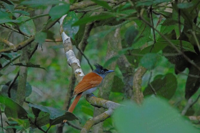 Bird Watching Tours in Sinharaja Rain Forest - Why the private format improves the day