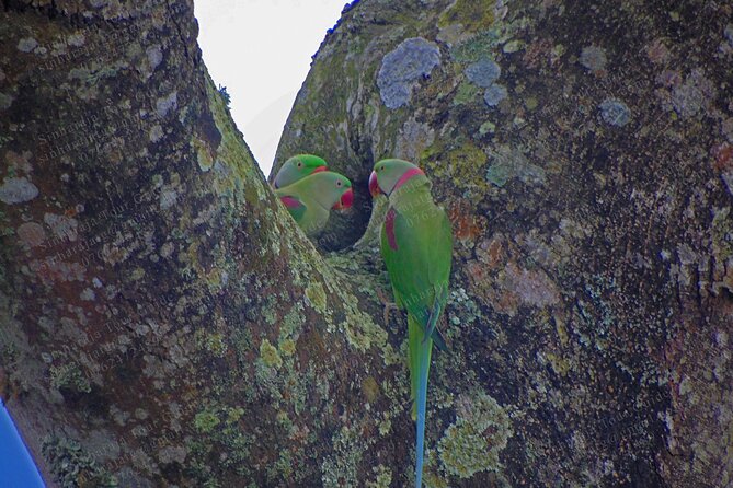 Bird Watching Tours in Sinharaja Rain Forest - Taking photographs without rushing