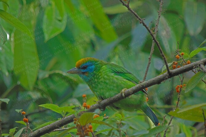 Bird Watching Tours in Sinharaja Rain Forest - Breakfast, water, and leech socks