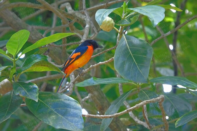 Bird Watching Tours in Sinharaja Rain Forest - What the nine-hour schedule feels like