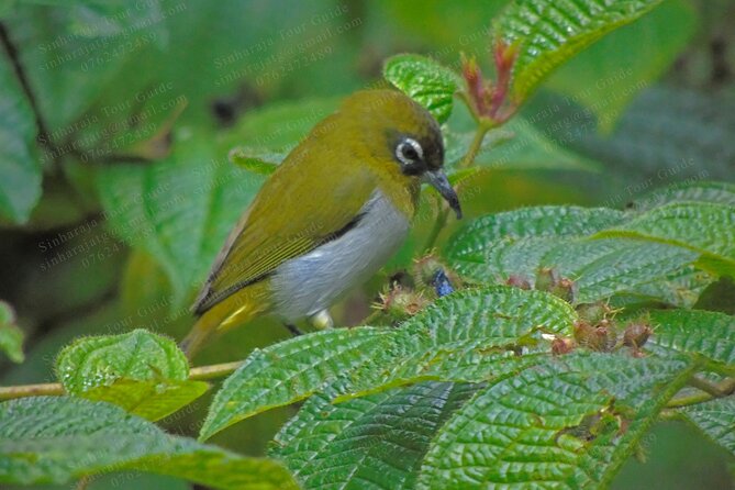 Bird Watching Tours in Sinharaja Rain Forest - How the $140 price holds up