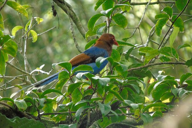Bird Watching Tours in Sinharaja Rain Forest - Entering Sinharaja with a guide