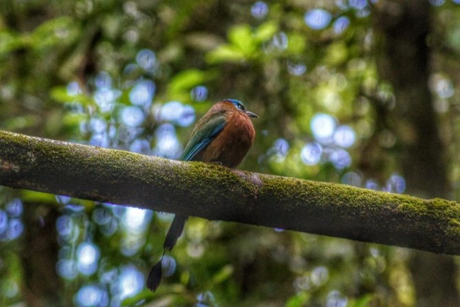 Bird Watching Tours - What the Three-Hour Route Can Include