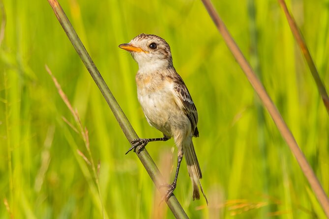 Birding and Nature Chaco Tour - Key points to know before you book